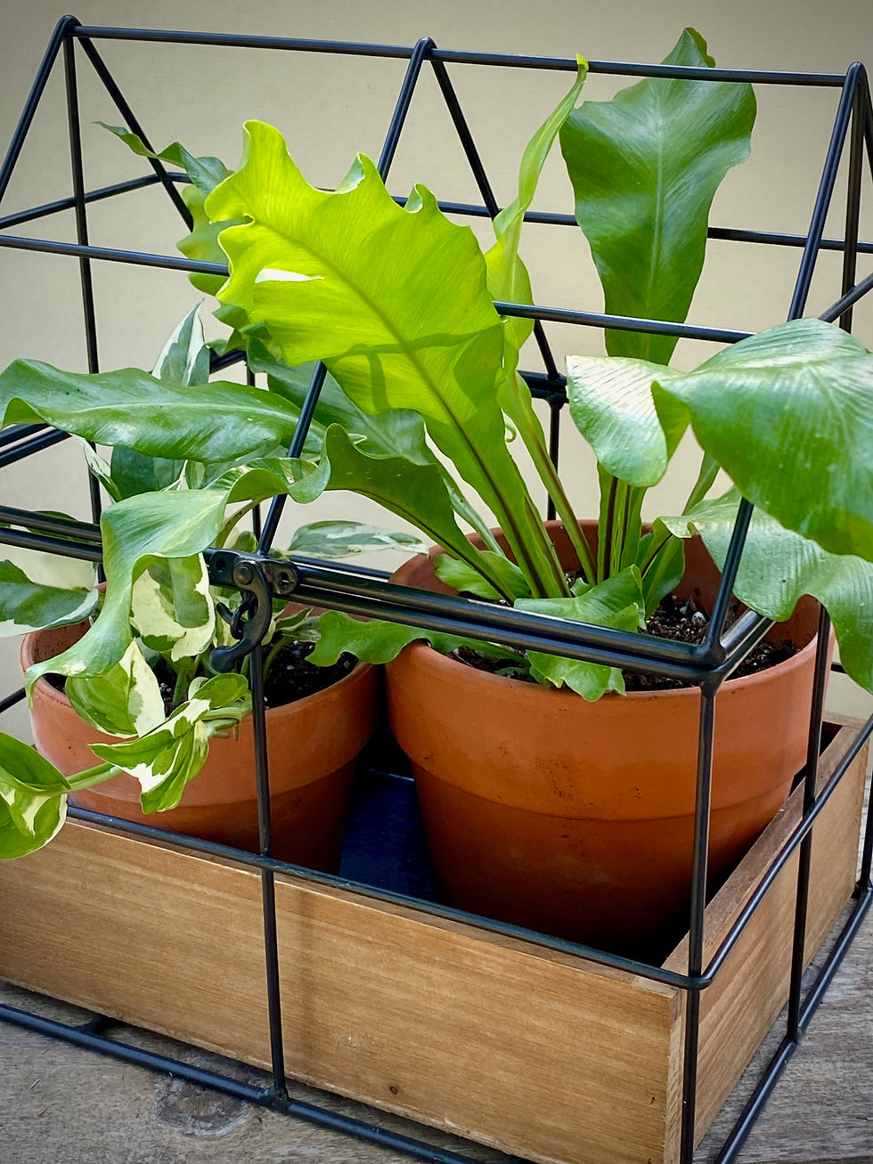 Thumbnail: Wire Terrarium with Terracotta Pots
