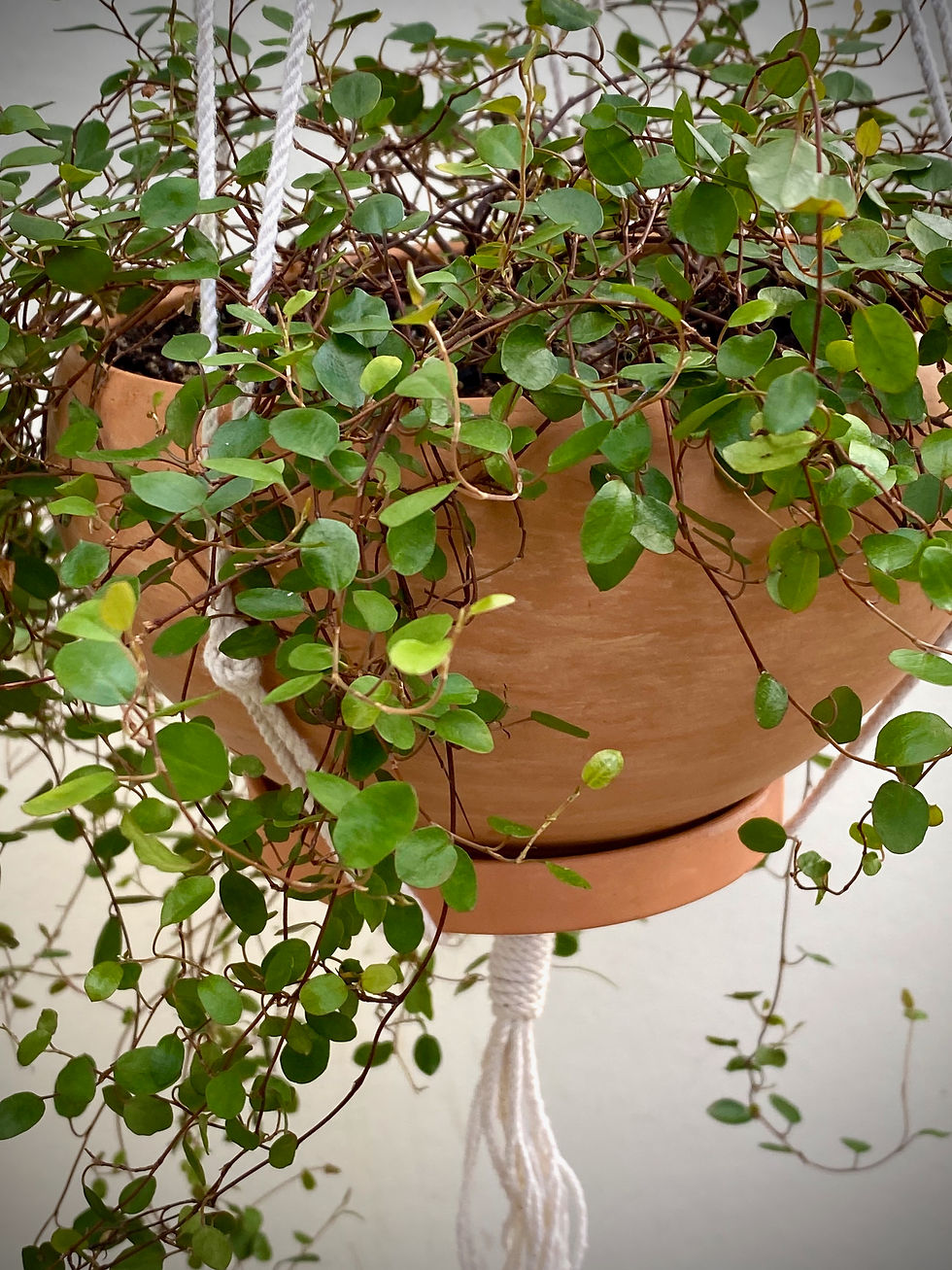Thumbnail: Wire Vine Macramé Hanger