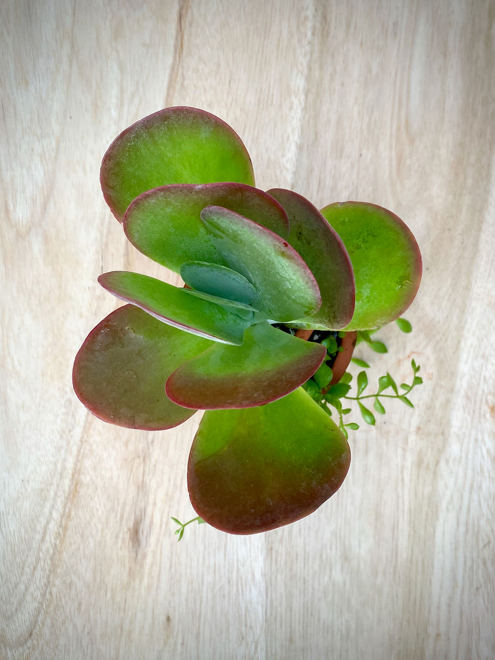 Thumbnail: Split Level Terracotta Vase with Flapjack and Cotyledon
