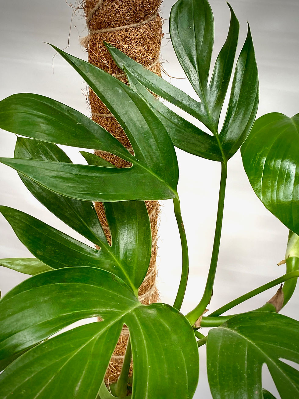 Thumbnail: Philodendron Dragon Tail in UFO Terracotta