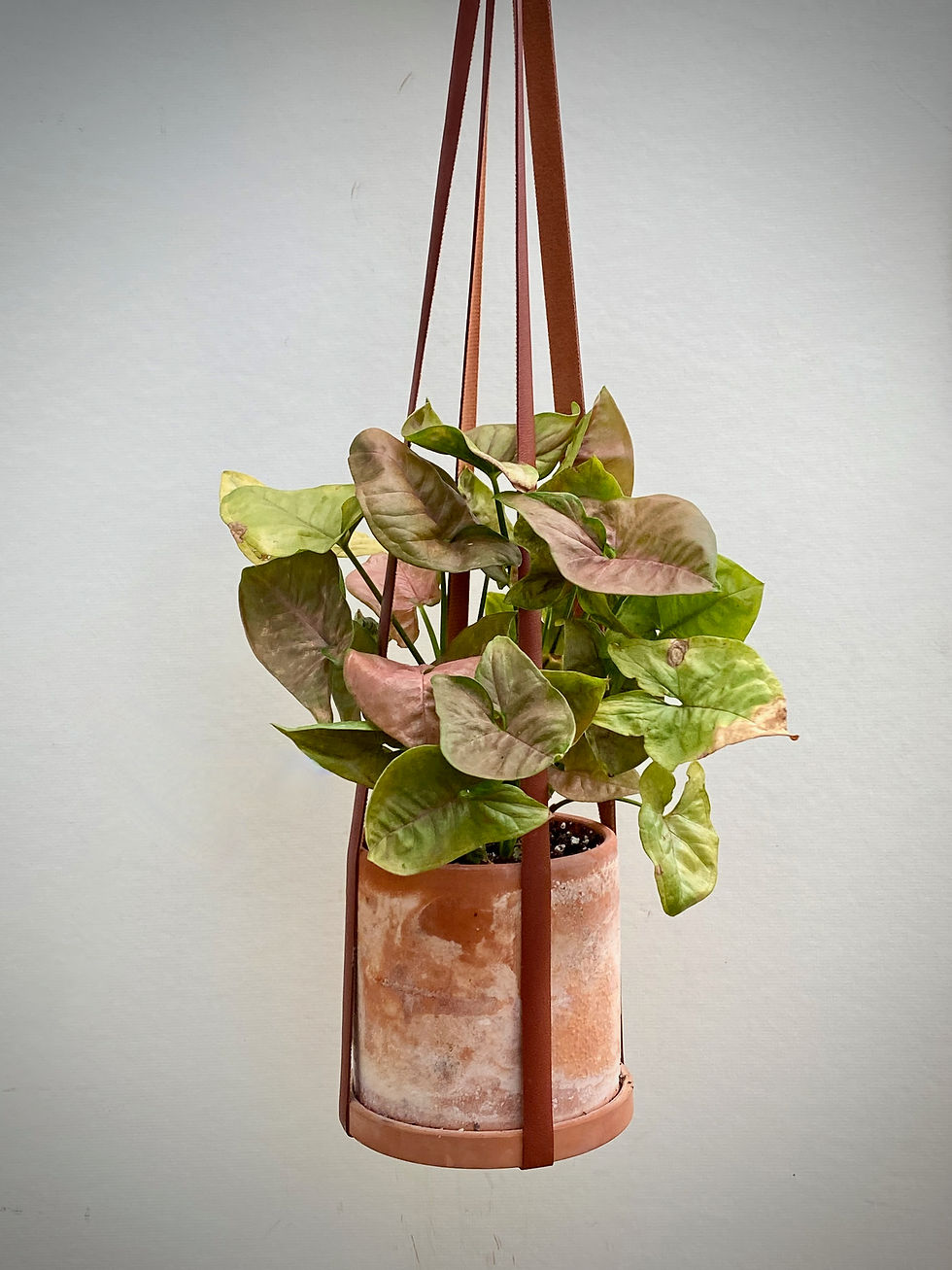 Thumbnail: Arrowhead Plant Maria in Terracotta with Vegan Leather Hanger