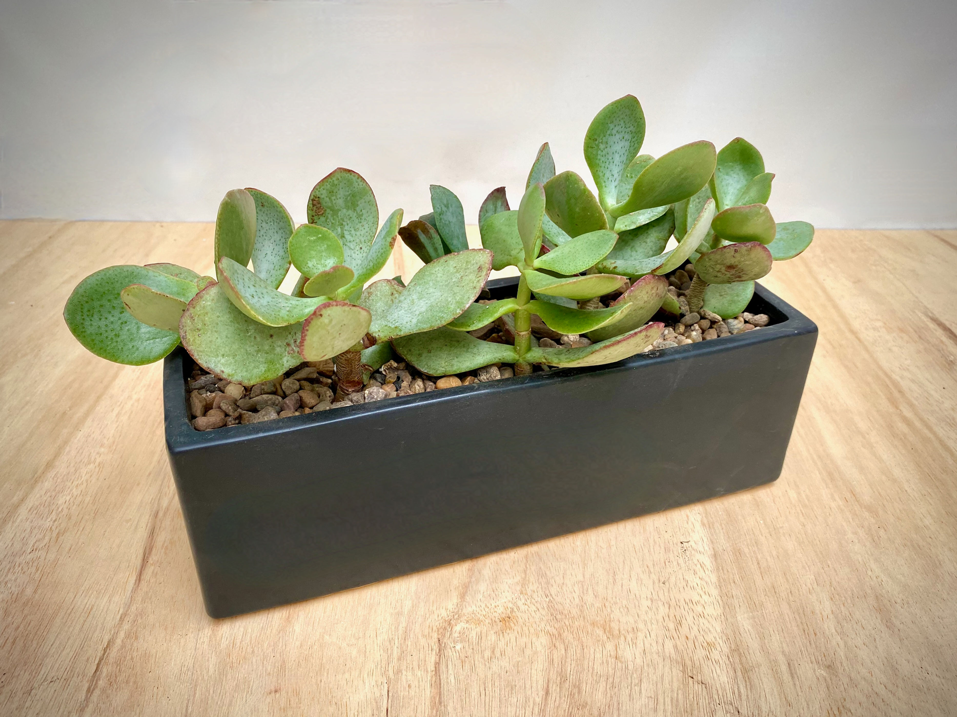 Pig's Ear Plant in Black Ceramic Planter