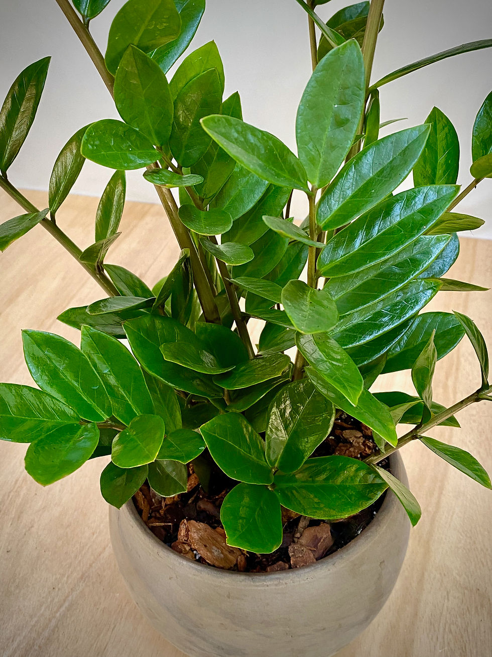 Thumbnail: ZZ Plant in Luna Sphere