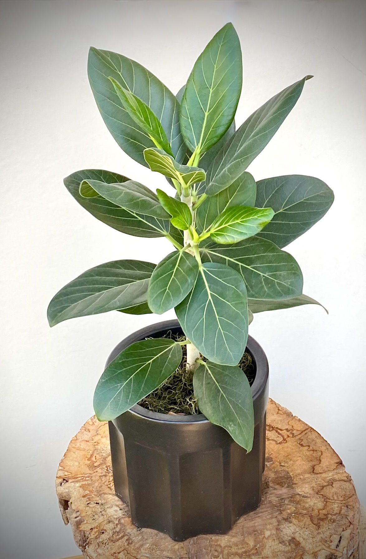 Ficus Audrey in Black Ceramic