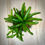 Thumbnail: Bromeliad 'fireball' in Cement Low Bowl