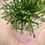 Thumbnail: Rhipsalis in Warm Terracotta Planter