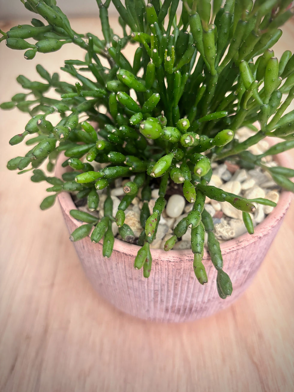 Thumbnail: Rhipsalis in Warm Terracotta Planter