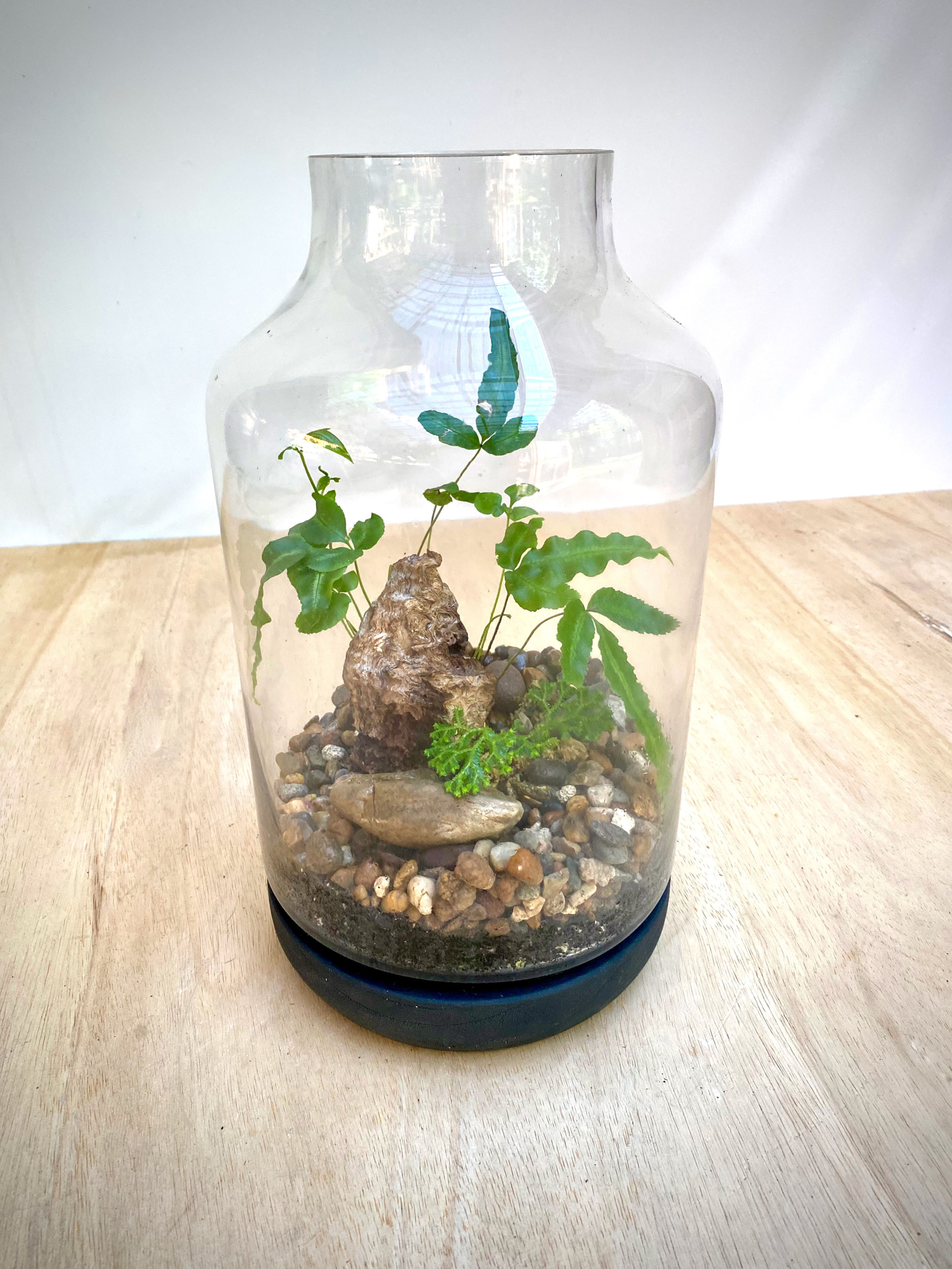 Jar Terrarium with Lace Fern