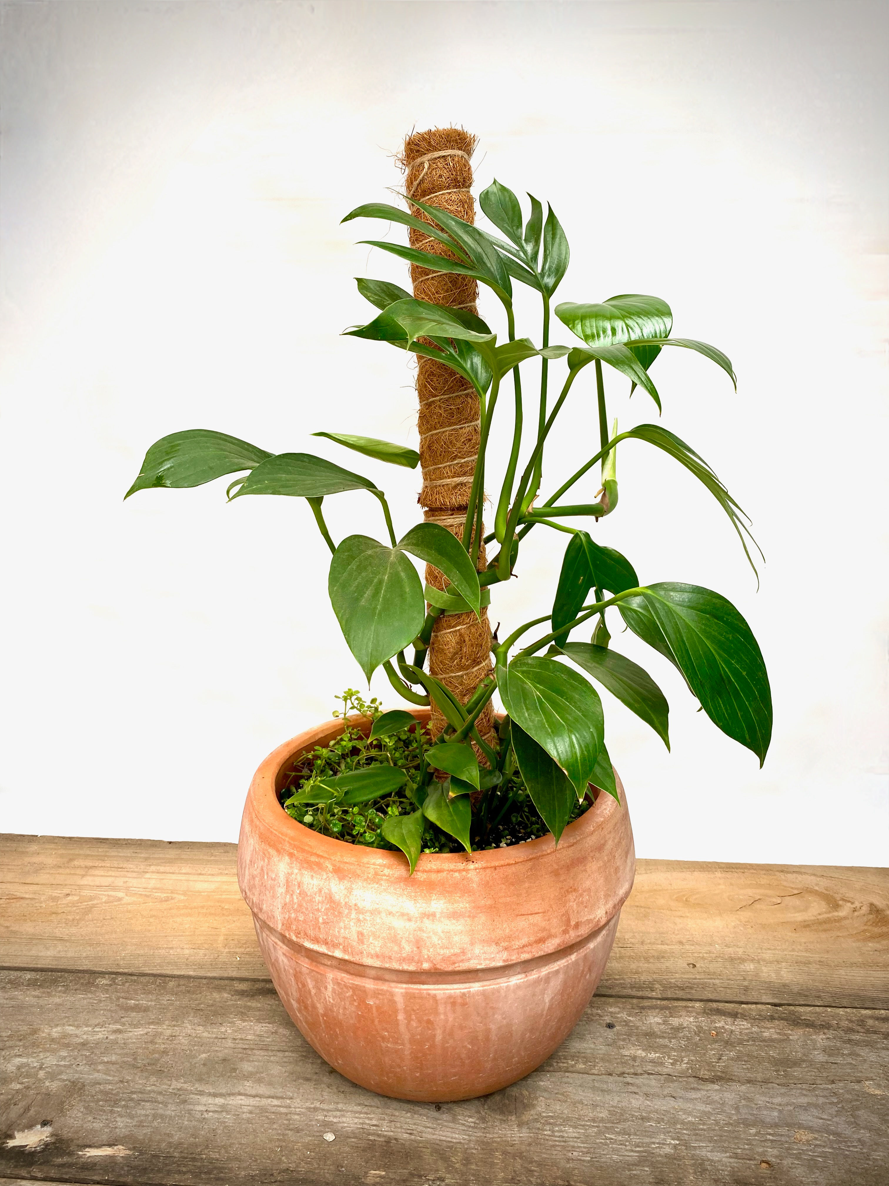 Philodendron Dragon Tail in UFO Terracotta