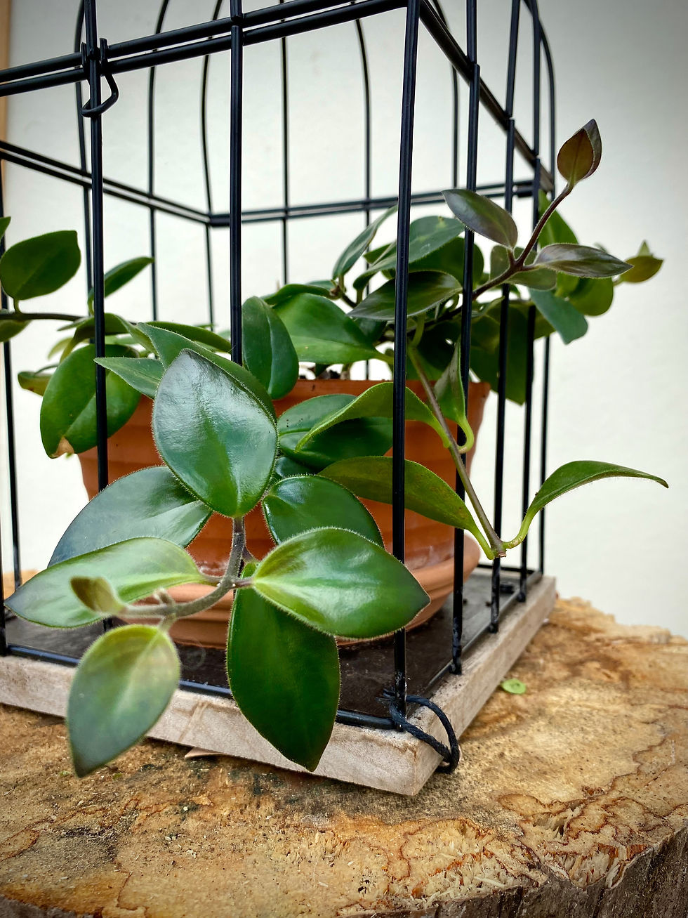 Thumbnail: Birdcage LG with Lipstick Plant