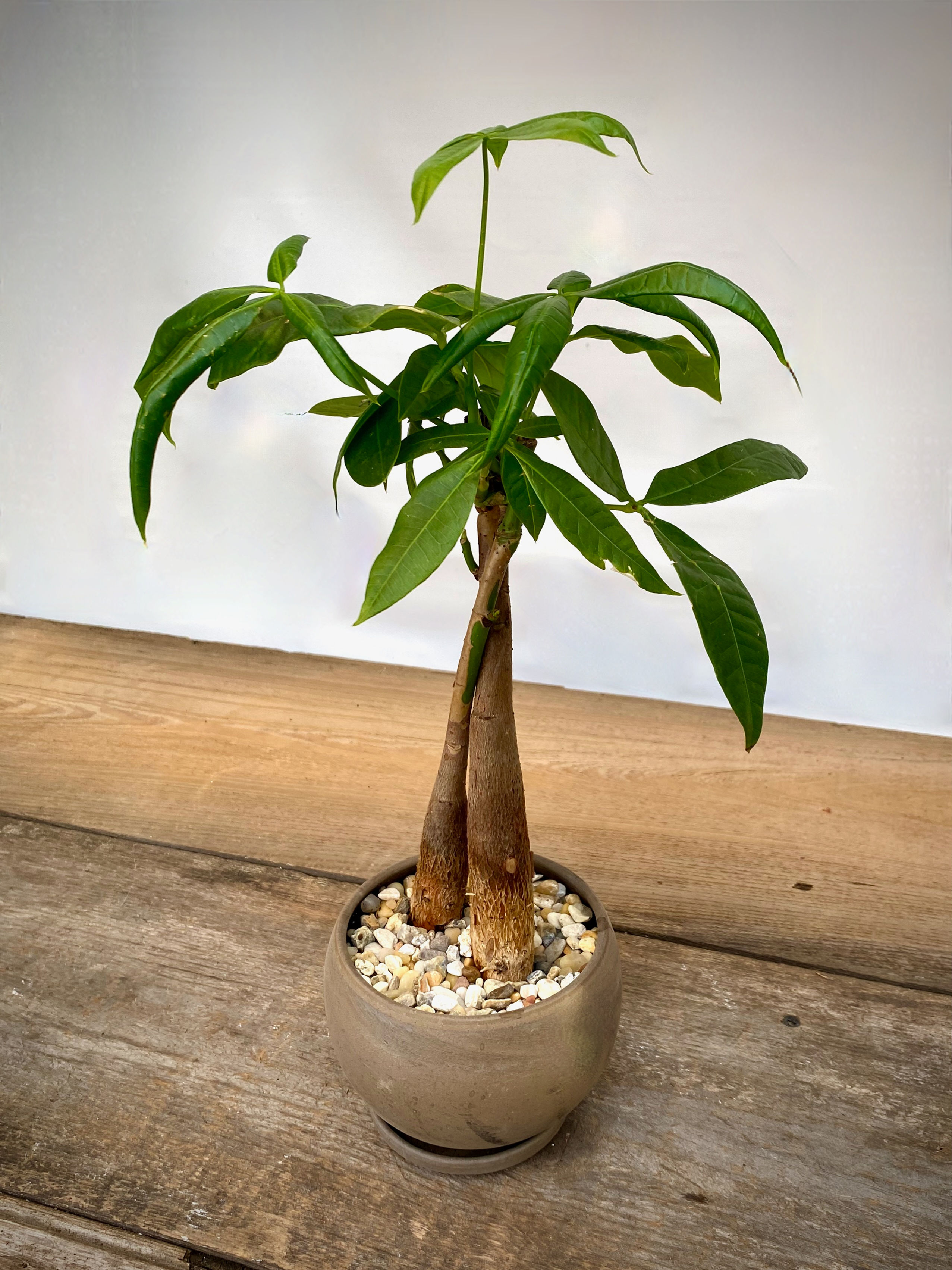 Money Tree in Luna Sphere