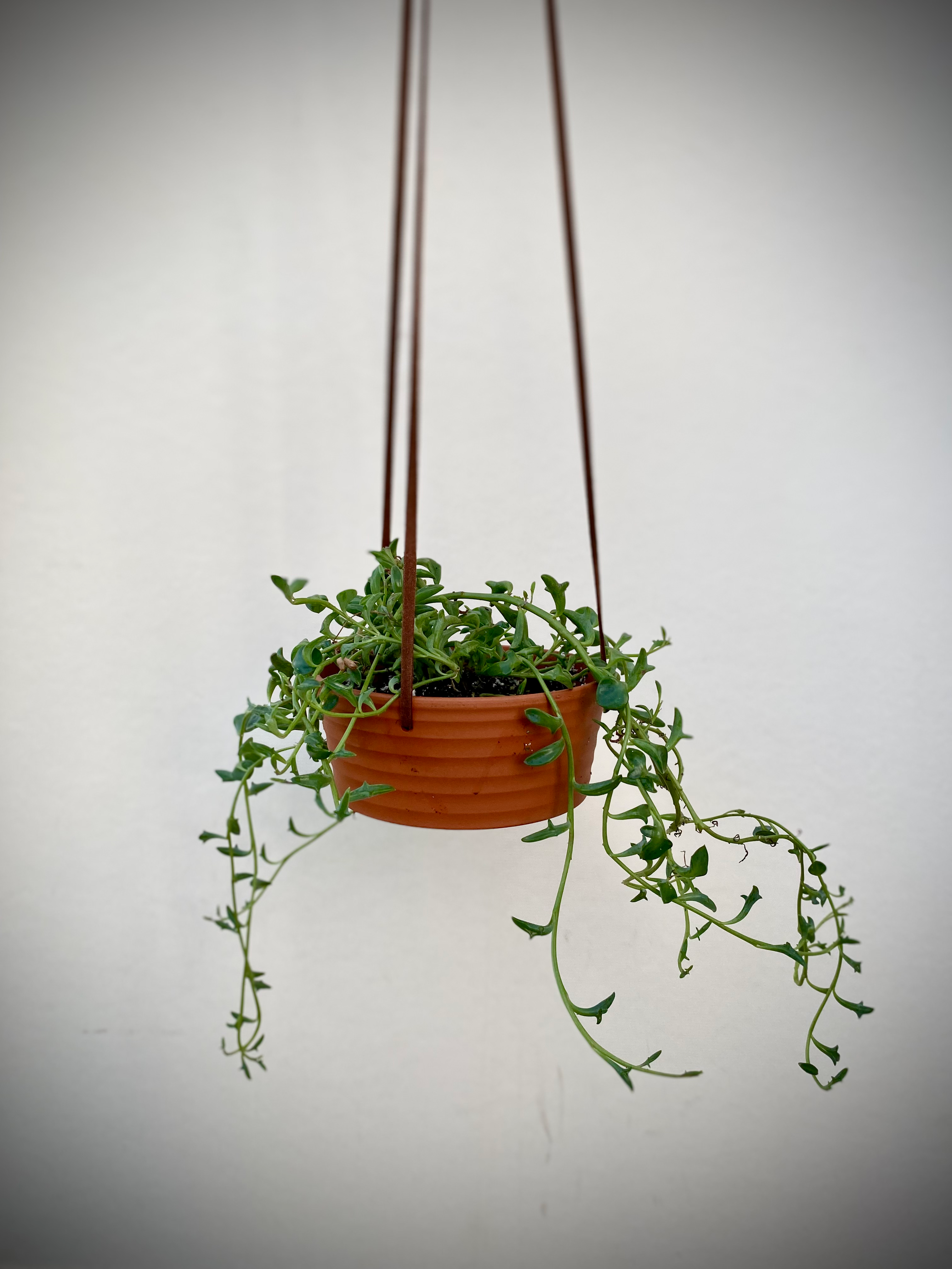 String of Dolphins Succulent Hanger