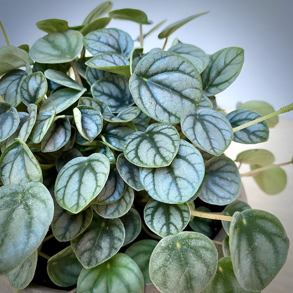 Thumbnail: Peperomia Platinum in Luna Bowl