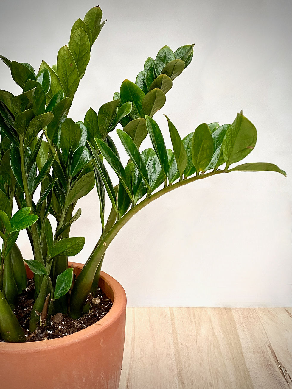 Thumbnail: ZZ Plant in Terracotta