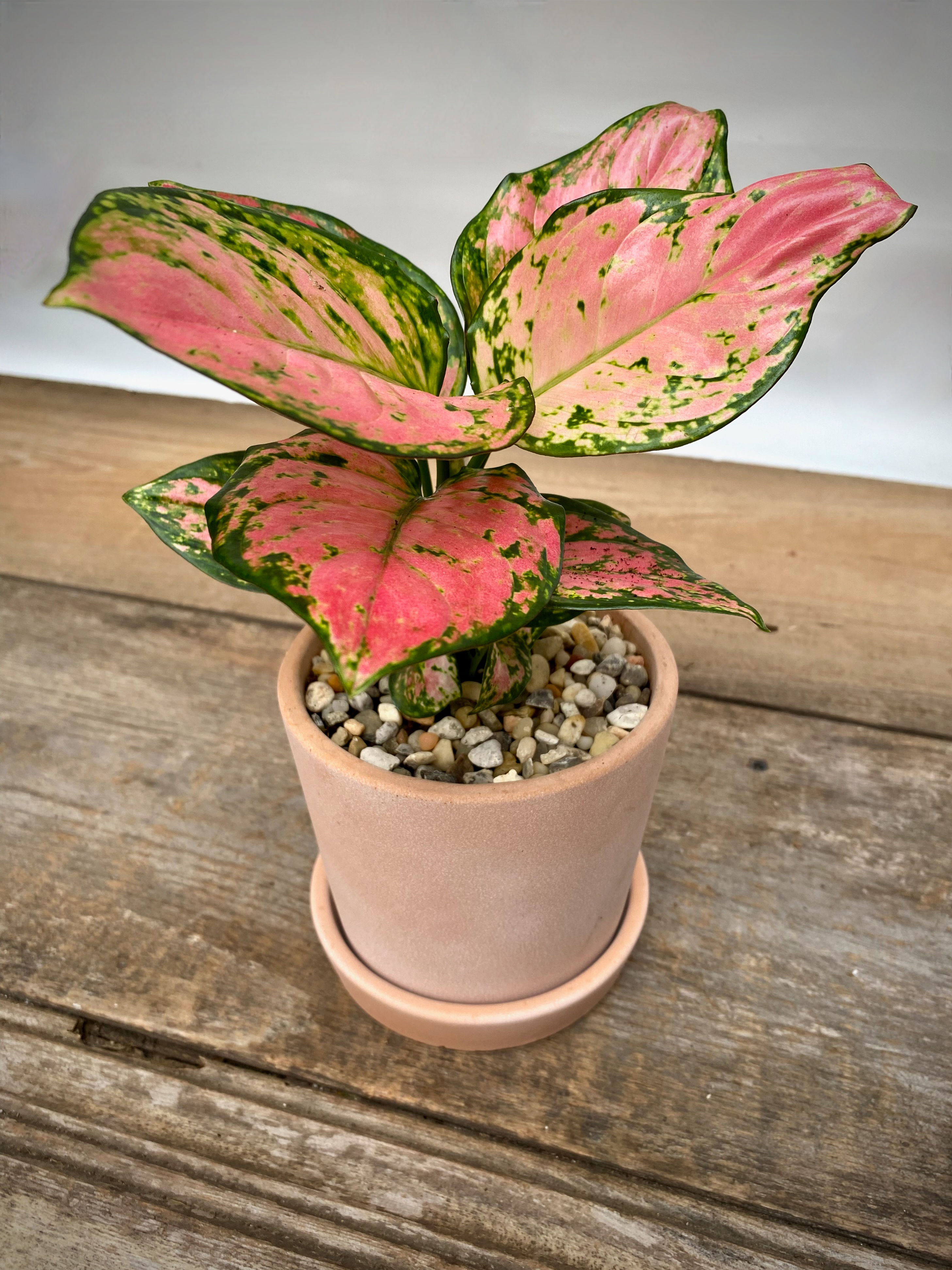 Chinese Evergreen "Lady Valentine" in Pink Cement