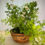 Thumbnail: Christmas Asparagus Fern in Basket
