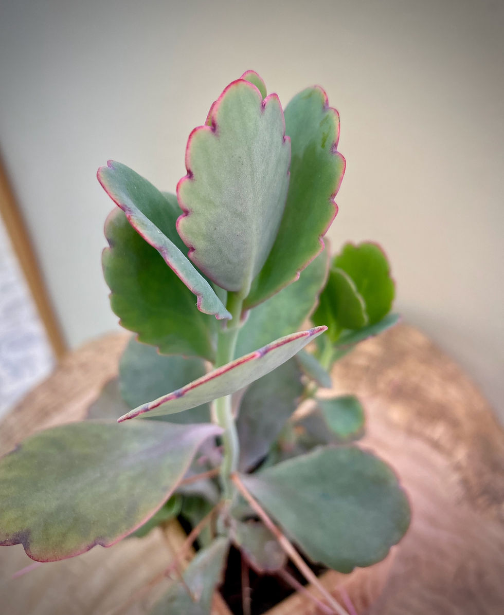 Thumbnail: Succulent Mini | Lavender Scallops