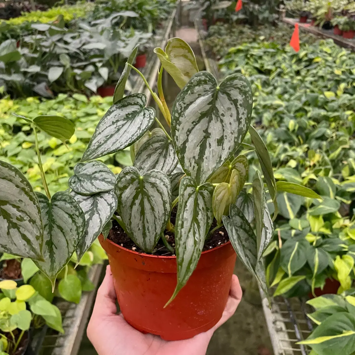 Philodendron 'brandi' 4"