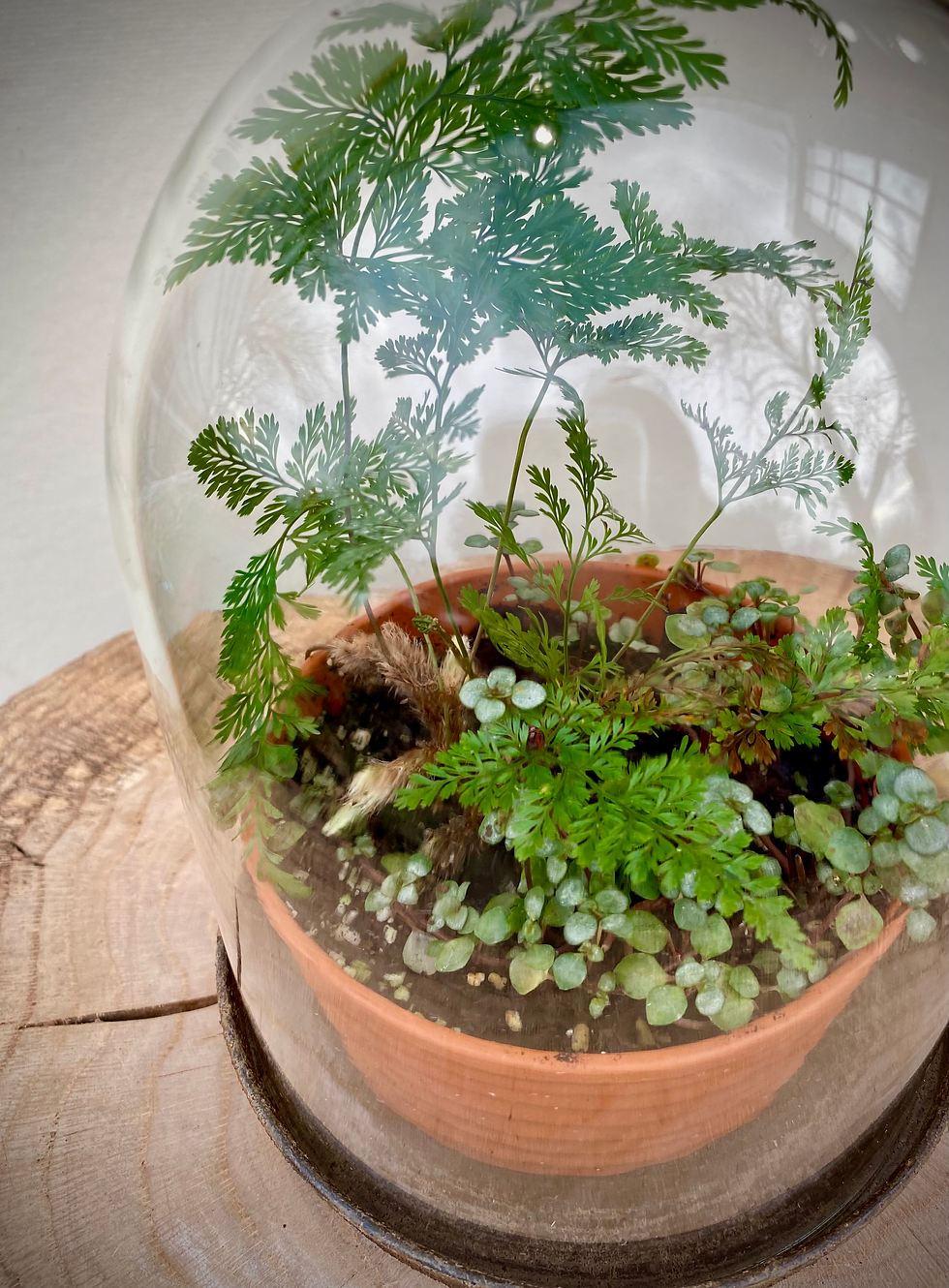 Thumbnail: Rabbits Foot Fern in Glass Cloche