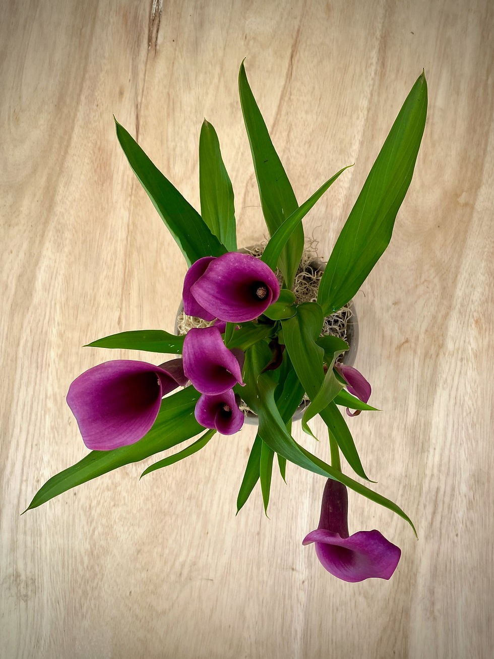 Thumbnail: Purple Calla Lily in Luna Sphere