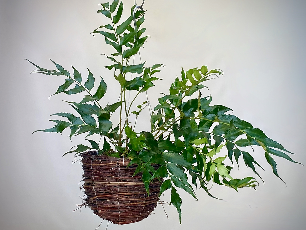 Thumbnail: Holly Fern in Willow Twig Basket