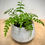 Thumbnail: Australian Gem Fern in Cement