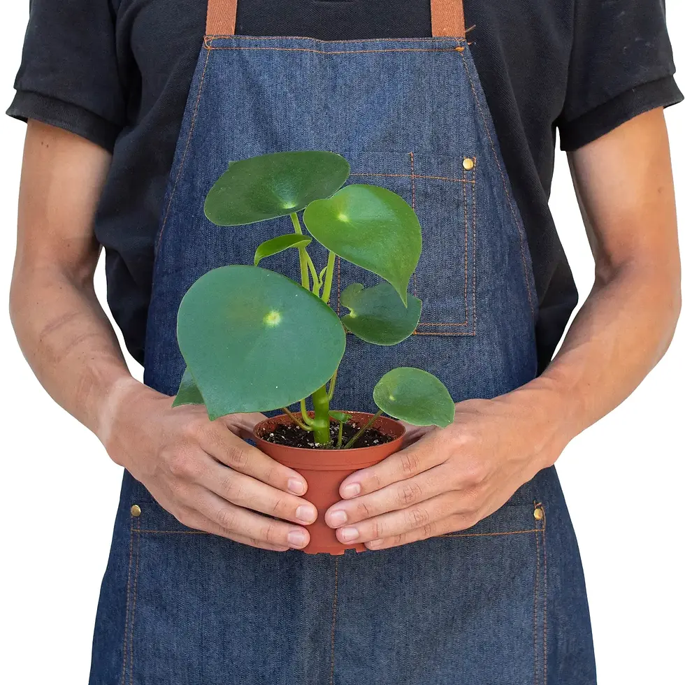Thumbnail: Peperomia 'raindrop' - 4" Pot