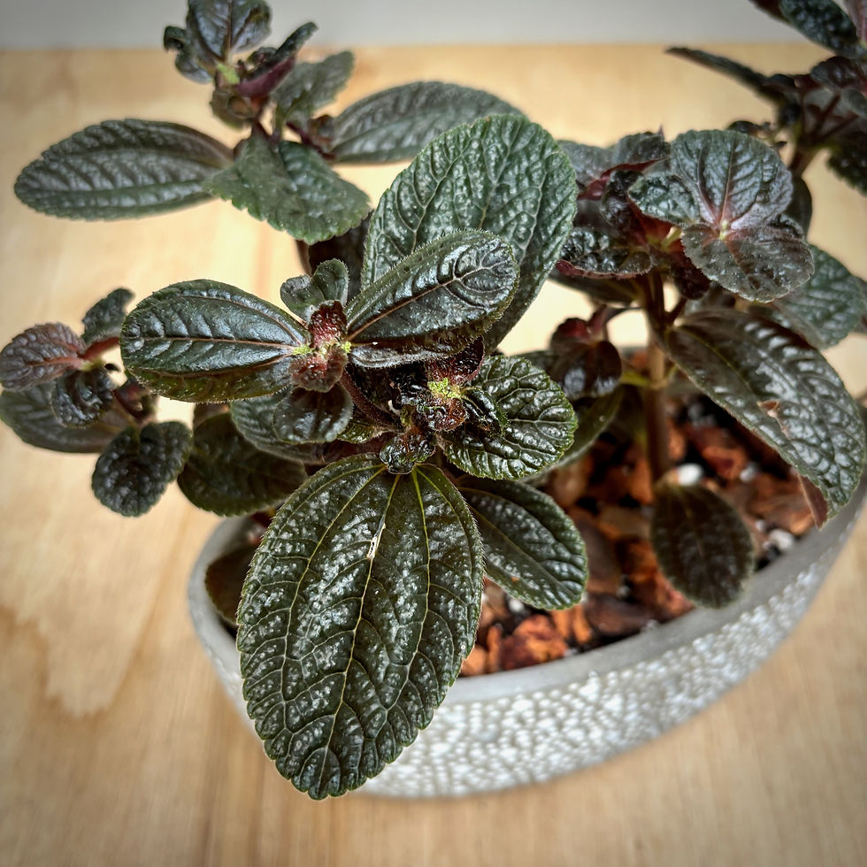 Thumbnail: Chocolate Pilea in Oval Cement