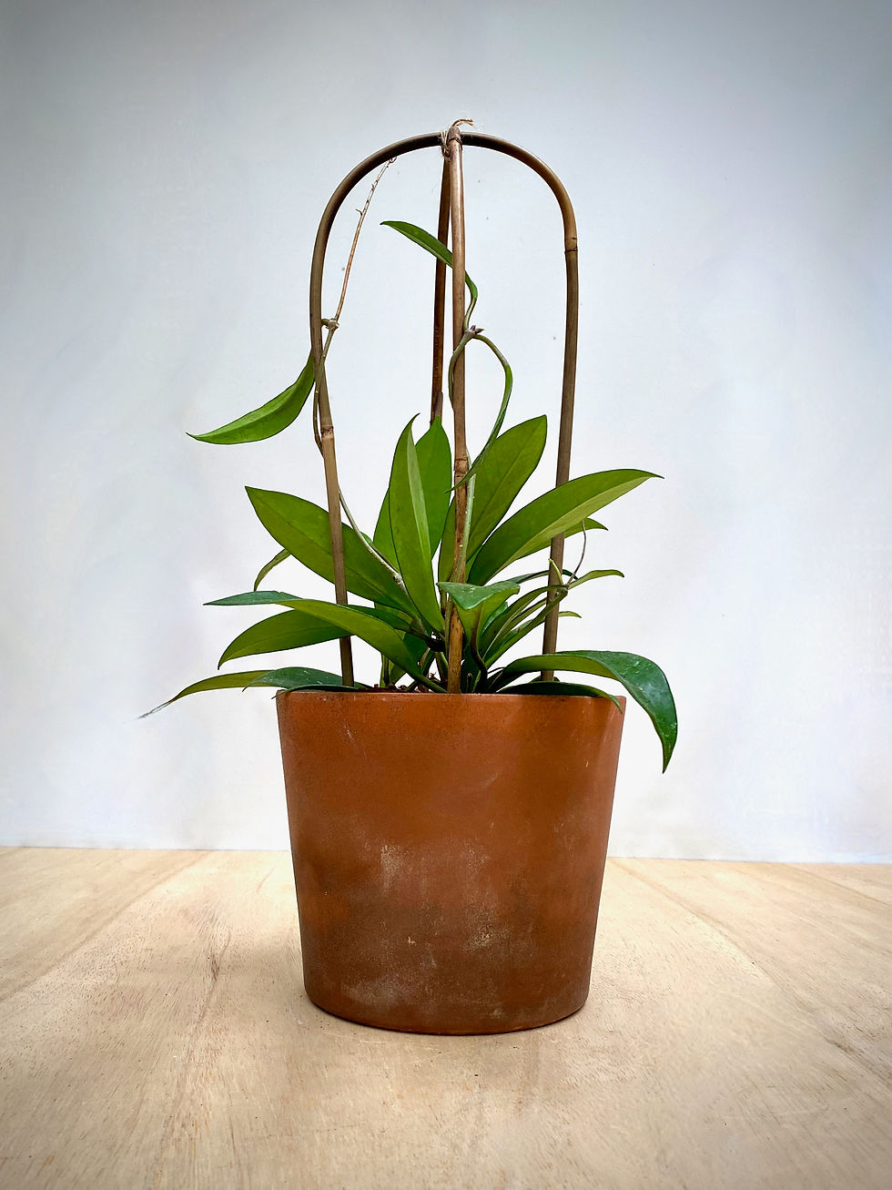 Thumbnail: Hoya with Bamboo Trellis
