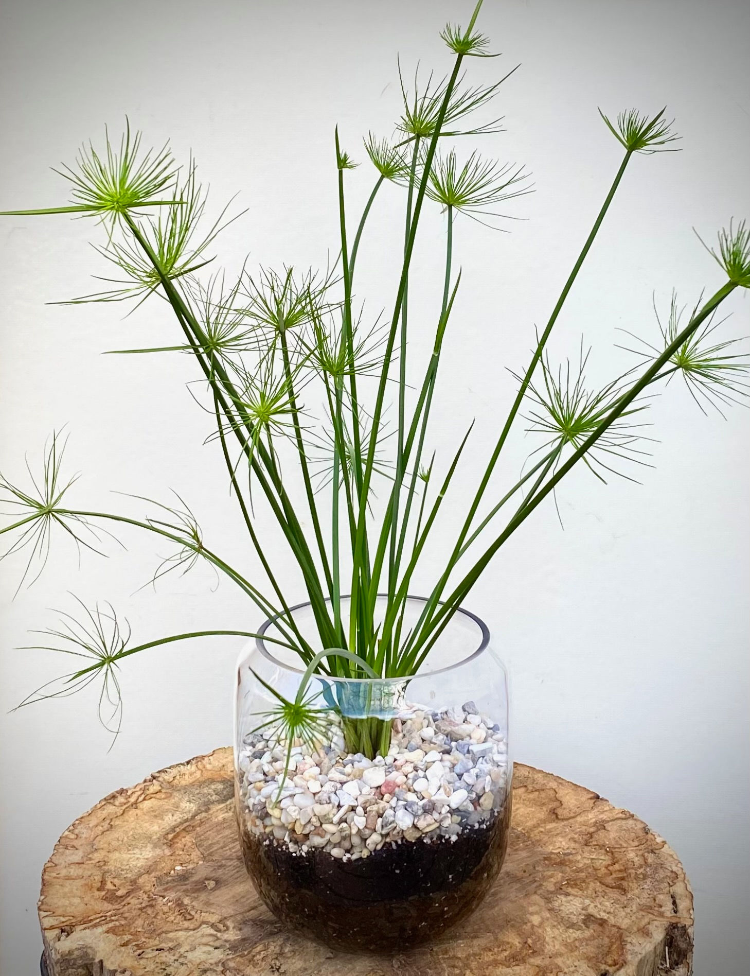 Umbrella Grass in Vase Terrarium