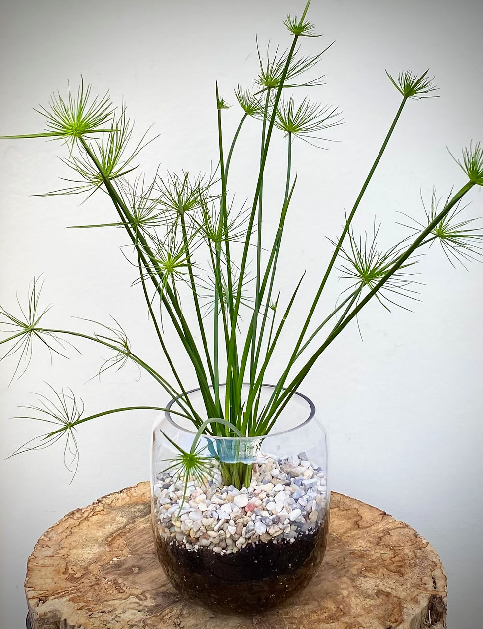 Thumbnail: Umbrella Grass in Vase Terrarium