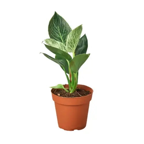 PP Philodendron Birkin 4"