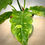 Thumbnail: Philodendron Ring of Fire in Green Urn