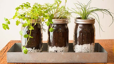 plant potting.jpg