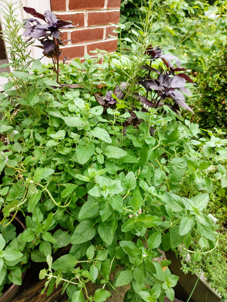 How to store fresh cut herbs...