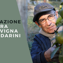 SVIZZERA: DALLA VIGNA AI MANDARINI