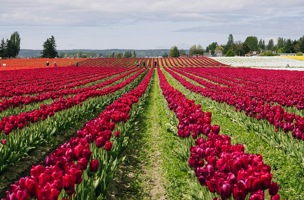 Skagit Valley Tulip Festival-WA.jpg