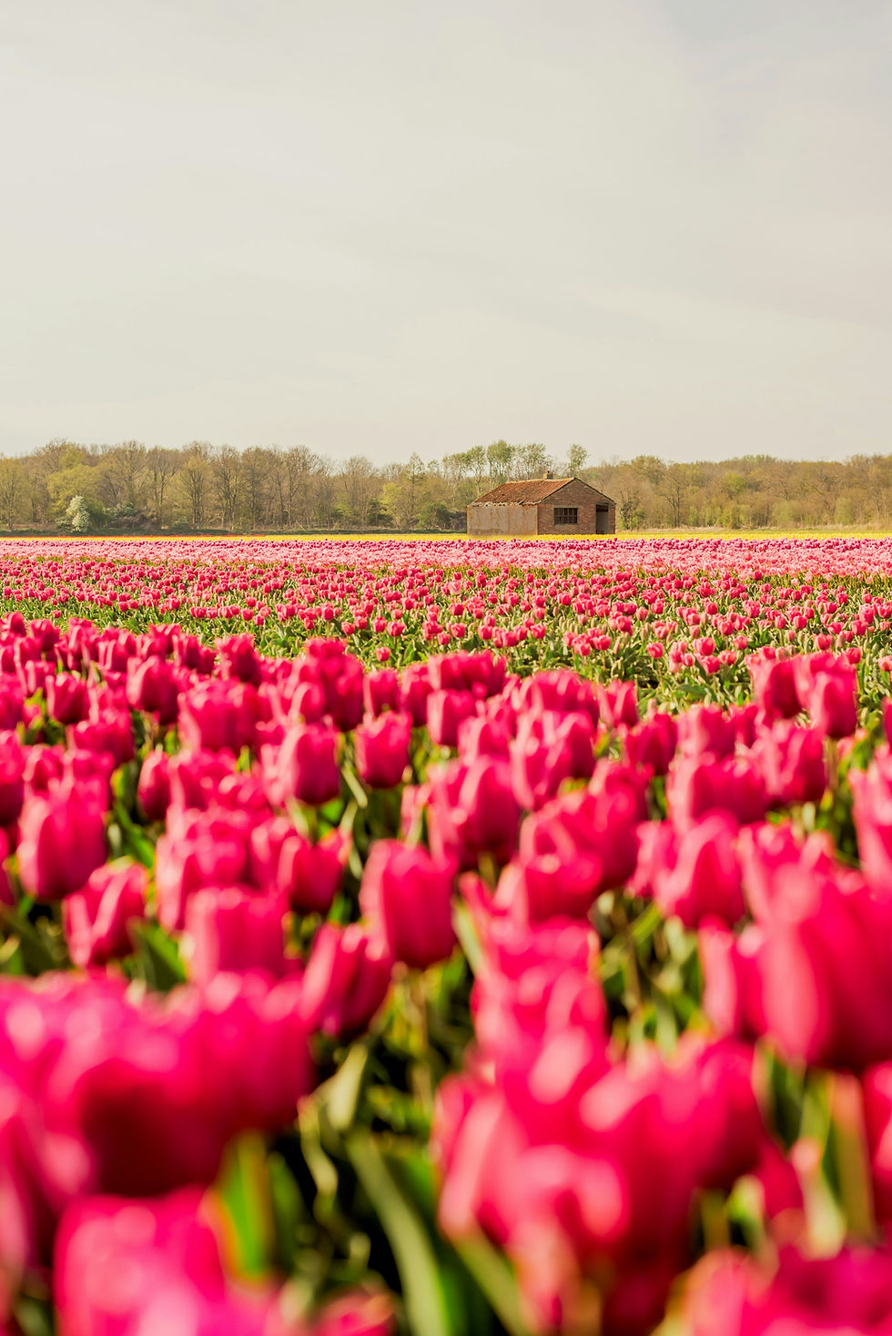 Lisse-Nederlands.jpg