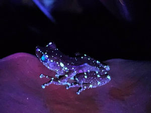 🌙 Night Safari at KhaoSok – A Magical Encounter with Nature After Dark