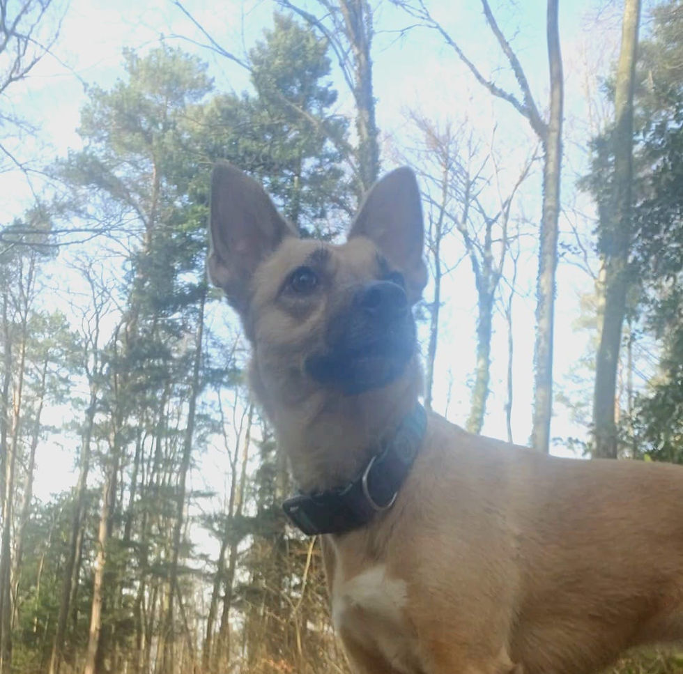 Hochsensible Hunde: Erkennen, Verstehen und Unterstützen