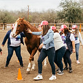 Sesión de coaching ejecutivo asistido con caballos