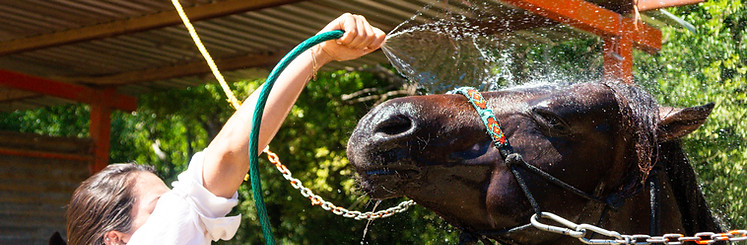 Limpieza a Caballos en Dorado's Ranch