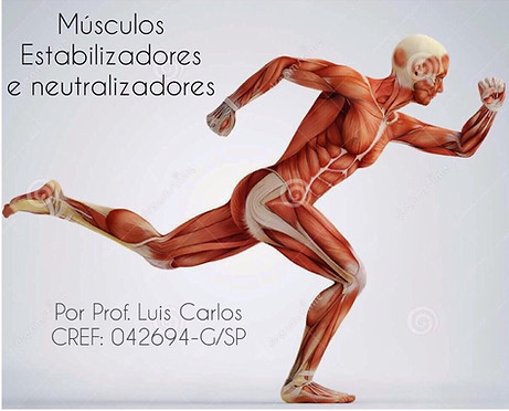 Músculos: Estabilizadores e neutralizado