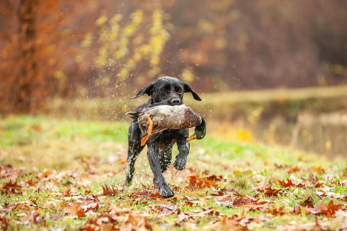 Black Labrador Retriever is running and fetching a duck Duck hunting, labrador is retrievi