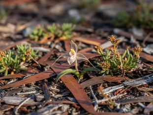 Wild Orchids in Bloom with the Esperance Wildflower Society Tour and Morning Tea