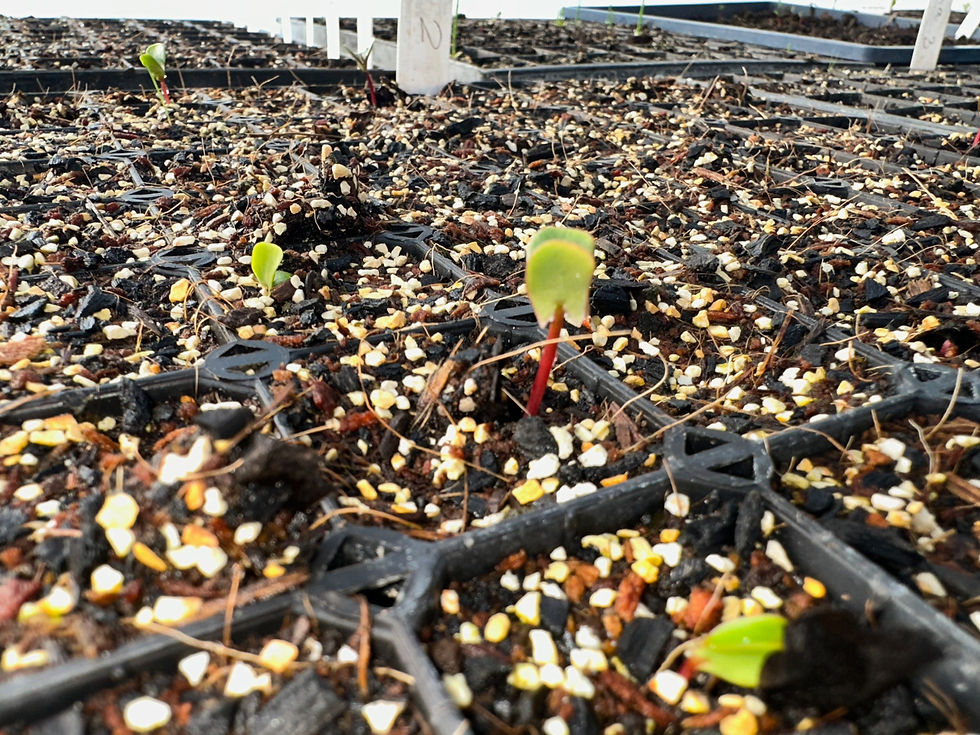 Hakea seeds gernimating in the Esperance Wildlife Sanctuary greenhouse. 