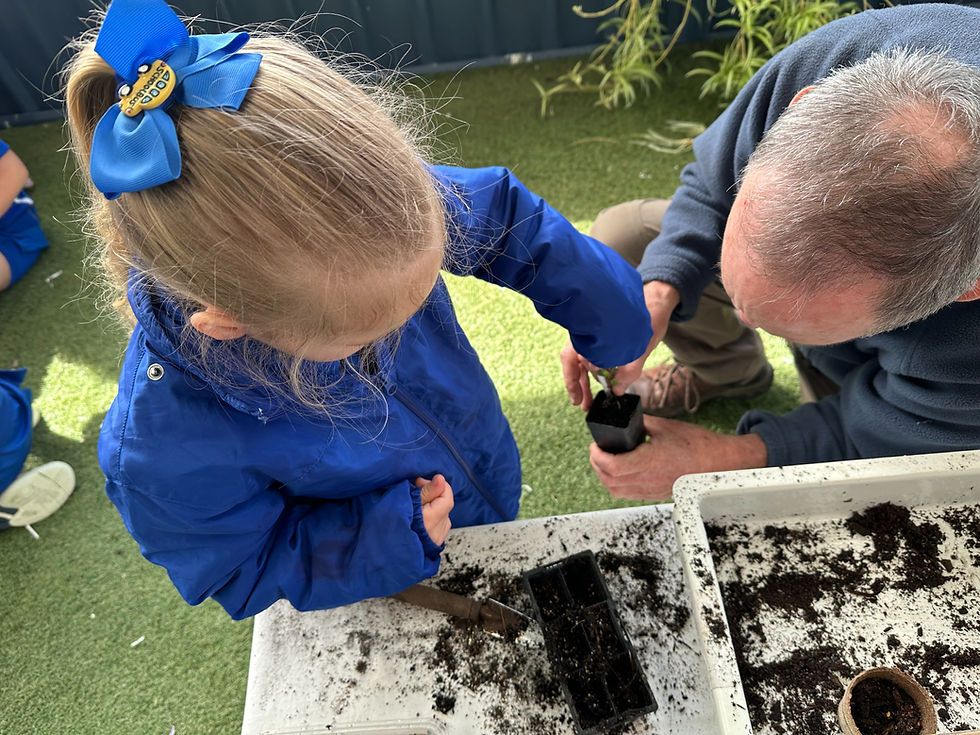 A seedling is transplanted into a bigger pot to continue its growth. 