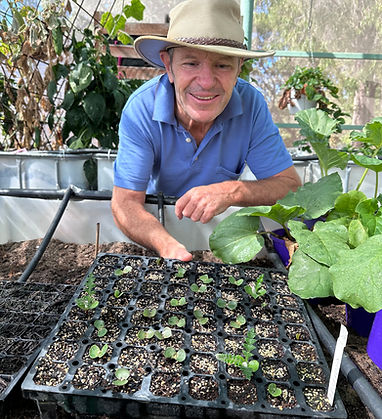 Col germinating banksias.jpg
