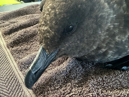 On the Frontlines: How Esperance Wildlife Hospital Faced Australia's First H5N1 Outbreak