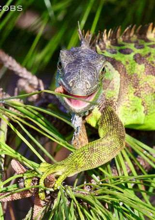 Iguana smoking cigar 